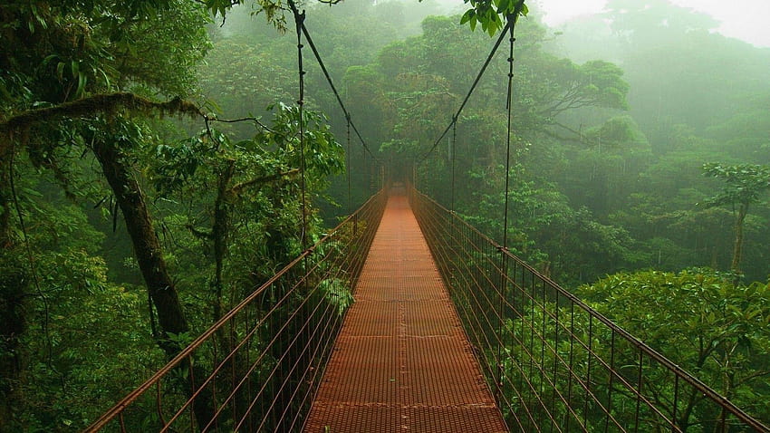 Дъждовните гори на Амазонка, Амазония HD тапет