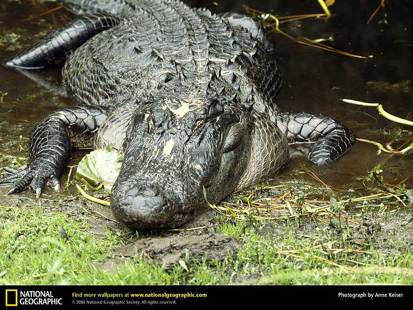 American Alligator , American Alligator HD wallpaper