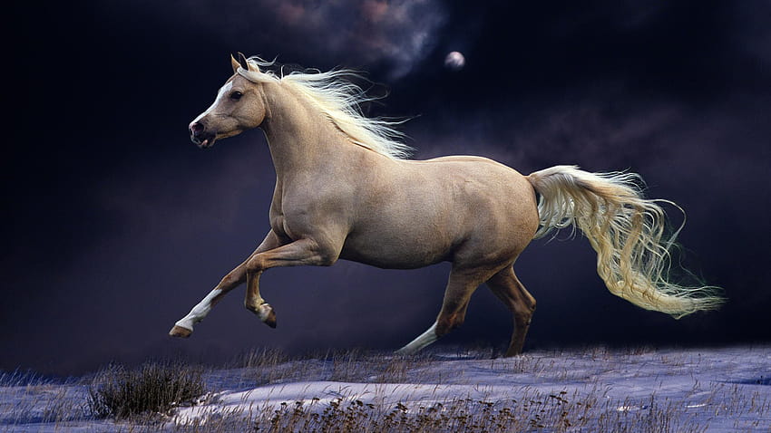 Cavallo, cavallo lungo Sfondo HD