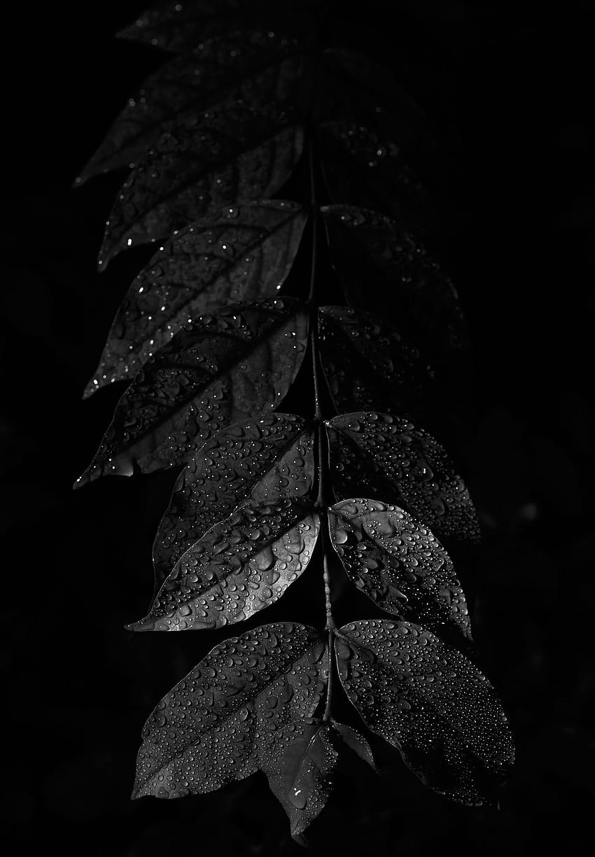 Leaf, aesthetic dark leaves HD phone wallpaper