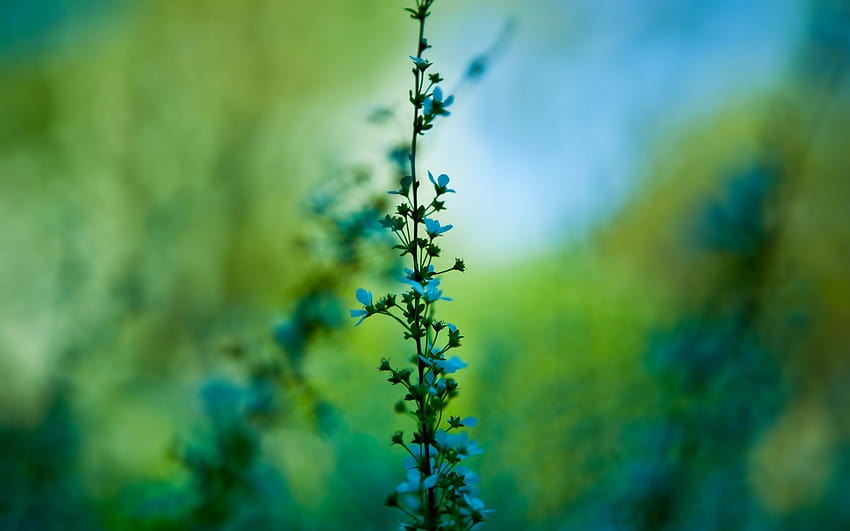 เบลอ, ธรรมชาติ, พืช, ดอกไม้, ดอกไม้สีฟ้า / และพื้นหลังมือถือ, พืชธรรมชาติ วอลล์เปเปอร์ HD
