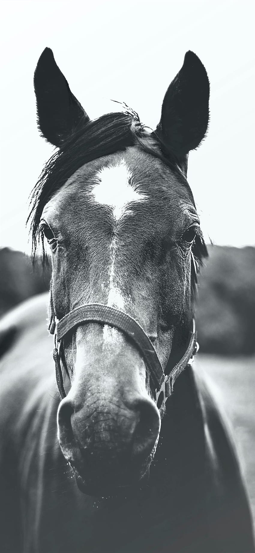 grayscale graphy of horse iPhone 12, gray horse HD phone wallpaper