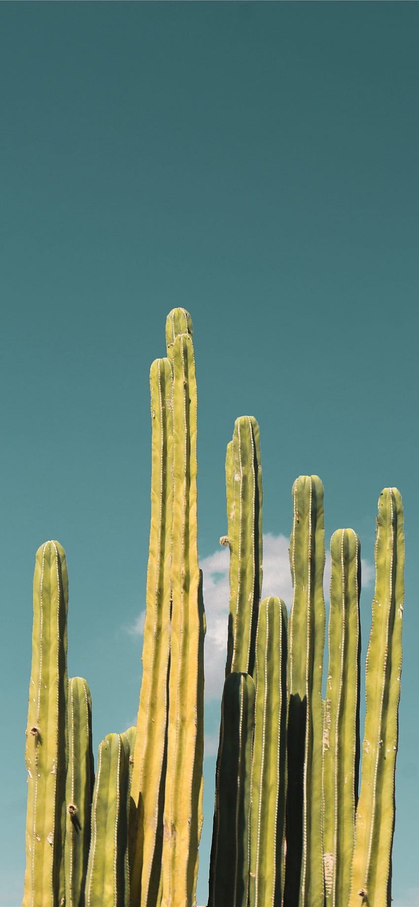 Best cactus iPhone X, phoenix arizona desert iphone HD phone wallpaper