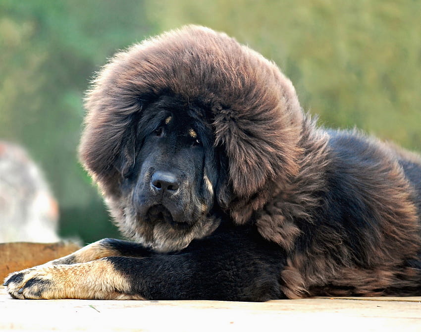 : 눈, 머리, 뉴펀들랜드, 마스티프, 티베트 마스티프, 강아지, 척골가 있는, 포유 동물처럼 개, 개 품종 그룹, 개 잡종, 백인 목자 개, Leonberger 1920x1514 HD 월페이퍼