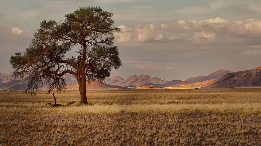 namibia naturaleza prado hierba árboles 1920x1080 fondo de pantalla