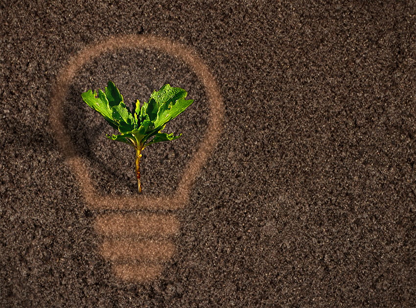 : Green plant sprout growing within a lightbulb silhouette on soil, sprout and soil HD wallpaper
