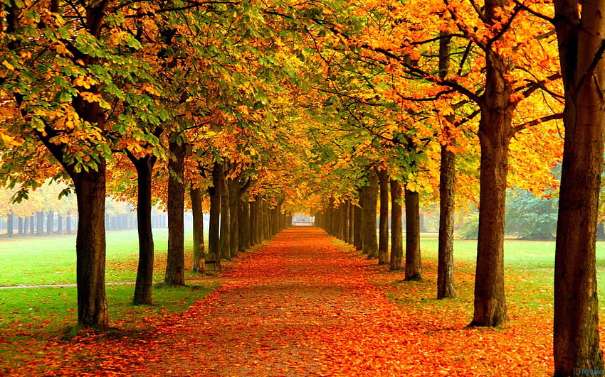 Wälder: Park Autumn Leaves Static Red Orange Road Trees Herbstnatur, Herbstnaturhintergründe HD-Hintergrundbild