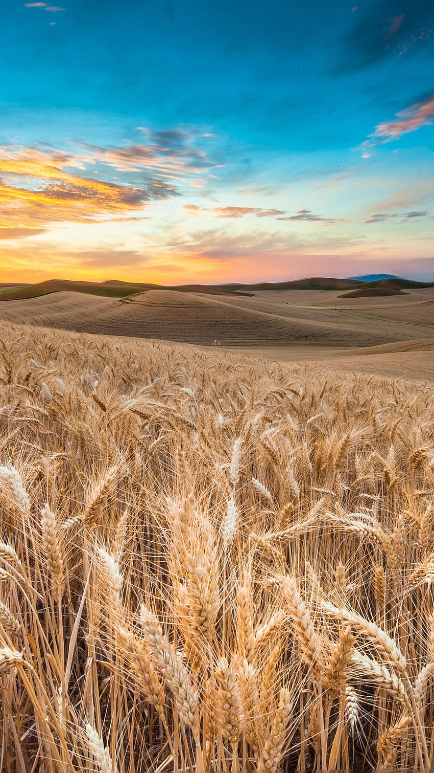 Field, , wheat, spikes, sky, clouds, Nature HD phone wallpaper