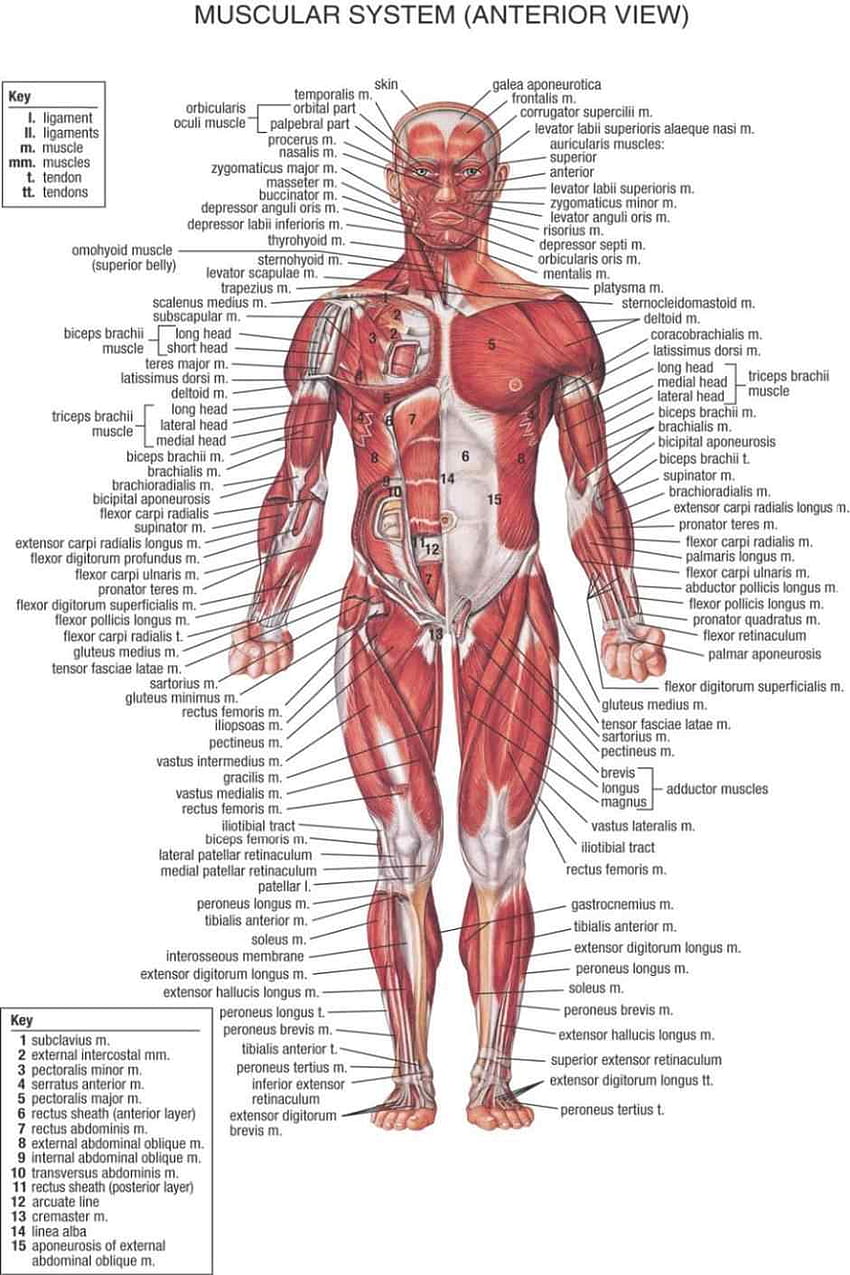 Gráfico anatómico del cuerpo humano Sistema muscular Inyección de tinta de acuarela Póster de tela de inyección de tinta de acuarela 36, ​​ fondo de pantalla del teléfono