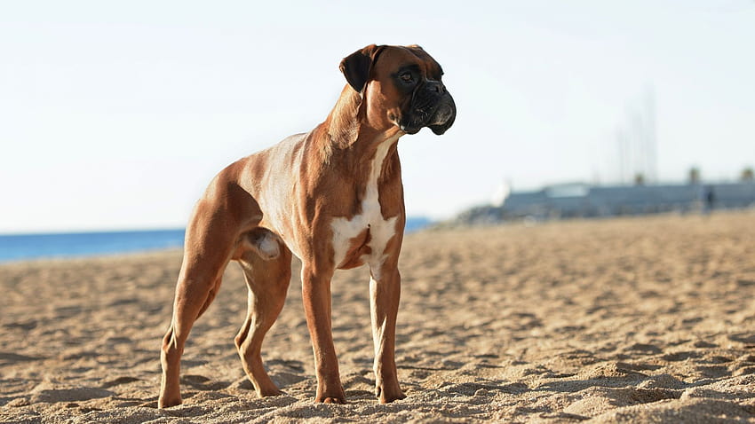 boxer, dog, confident, pet, , background, 2106e6 HD wallpaper