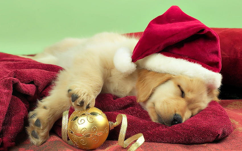 Adorable petit toutou de noël, cute christmas dog HD wallpaper