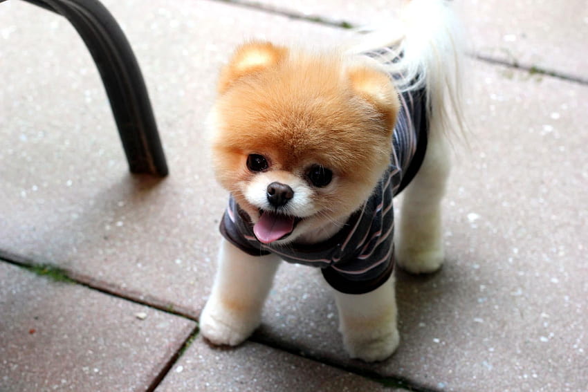Brown And White Dog Plush Toy, Puppies, Pomeranian • For You, cute pomeranian HD wallpaper