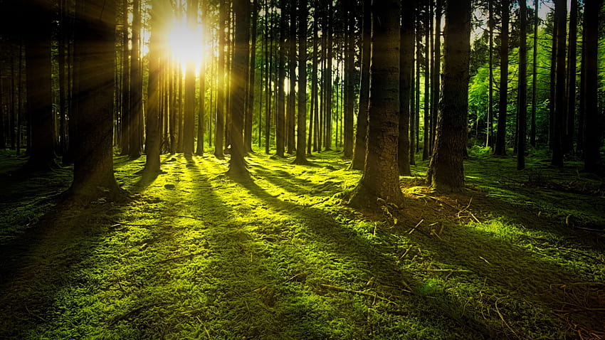 2560x1440 lanskap, sinar matahari, pohon, hutan, sinar matahari di hutan Wallpaper HD