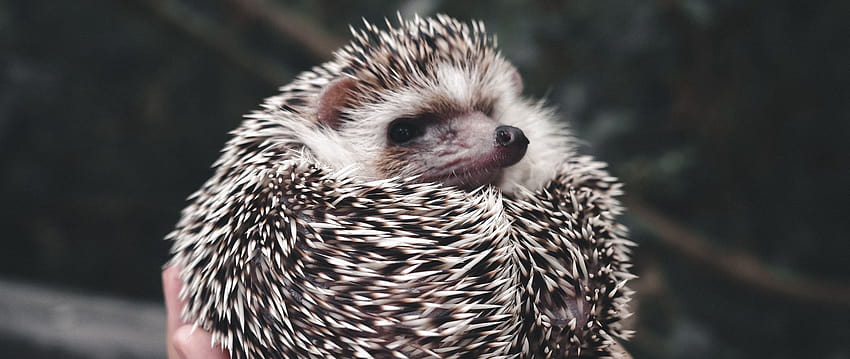 2560x1080 hedgehog, animal, prickly, hands, cute dual wide backgrounds, cute hedgehog HD wallpaper