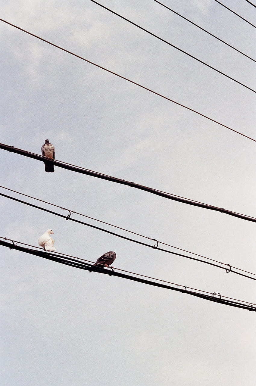 Birds On A Wire、2 羽の鳥のワイヤー HD電話の壁紙