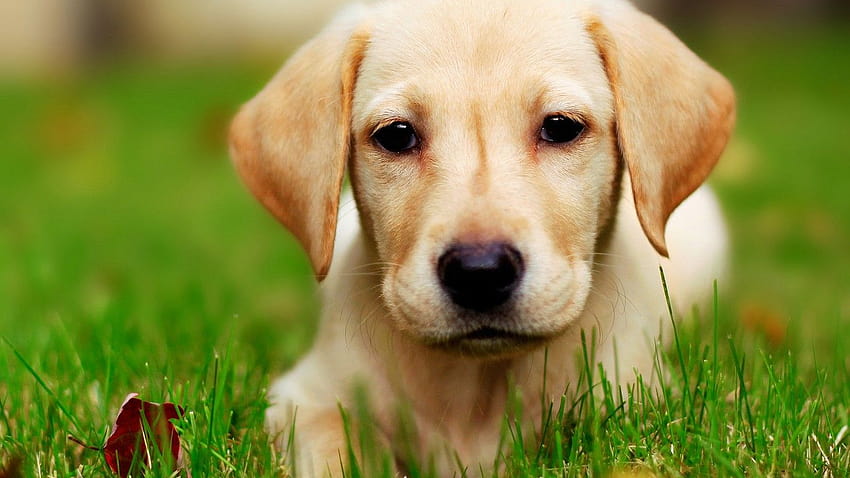 Cute Puppy Nature [1366x768] untuk Anda, Ponsel & Tablet, anak anjing musim semi 1366x768 Wallpaper HD