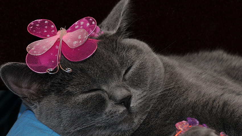 Funny gray cat, butterfly decoration 3840x2160 U HD wallpaper