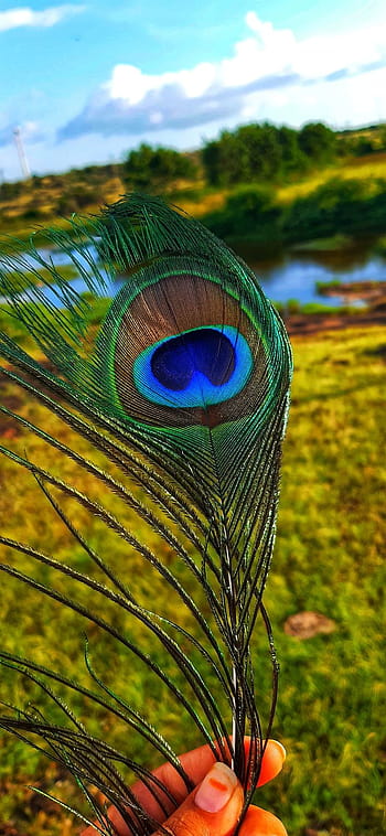 Page 2 | peacock feather for HD wallpapers | Pxfuel