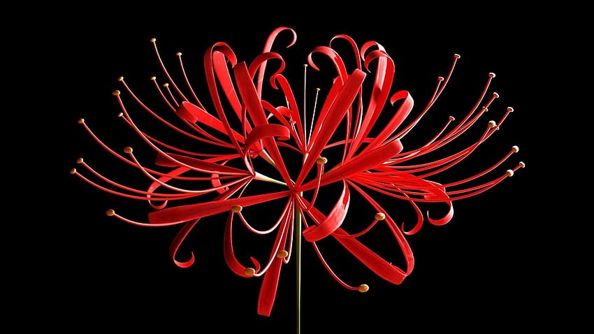 ArtStation ดอกลิลลี่แมงมุมสีแดง วอลล์เปเปอร์ HD