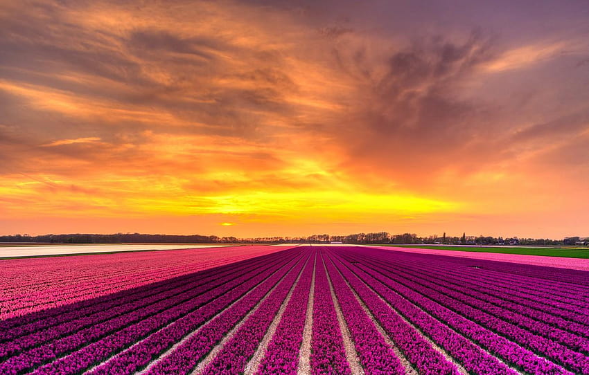 field, the sky, clouds, line, sunset, flowers, strip, purple horizon landscape HD wallpaper