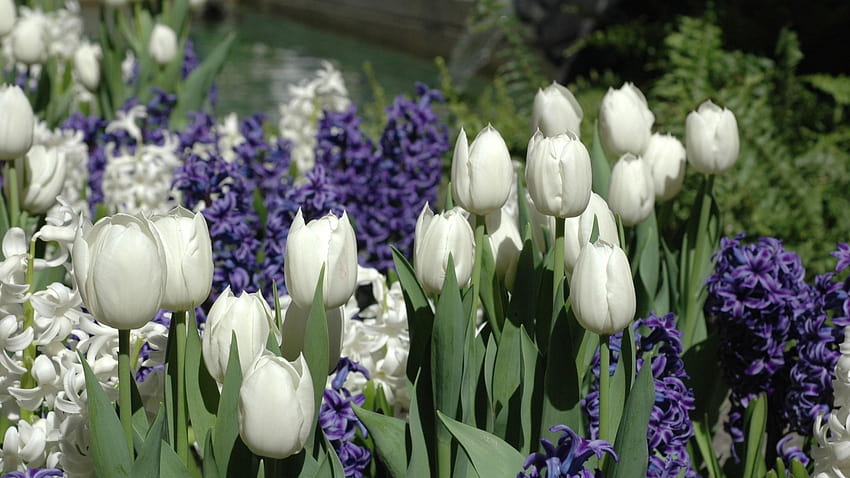 2048x1152 tulips, white, hyacinths, flowers, spring hyacinths HD wallpaper