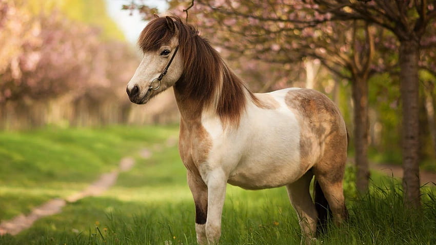 Pony Tag : Pony Horse Shetland Farm Animal Beauty Cute, pony animal HD wallpaper