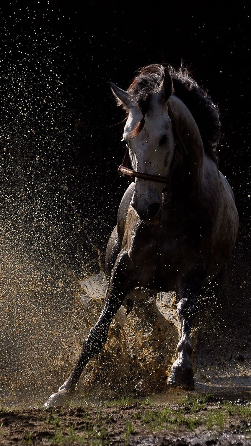 Horse iPhone, arab horses HD phone wallpaper