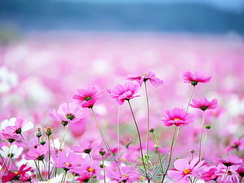 Springtime pink flower - Mùa xuân luôn là khoảng thời gian tuyệt vời để nhìn ngắm những bông hoa phủ đầy đồi núi, cánh đồng. Hãy xem hình ảnh về các loài hoa màu hồng tươi sáng để thấy rõ sự tươi mới và hy vọng trong cuộc sống.