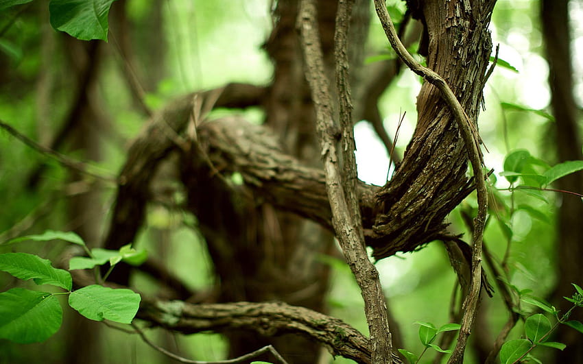 Vines HD wallpaper | Pxfuel