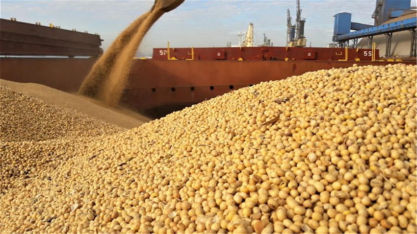 ブラジルにおける大豆の積み込みに関する実務ガイダンス、大豆 高画質の壁紙