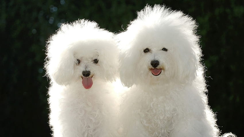 Animals dogs poodle, poodle dogs HD wallpaper | Pxfuel