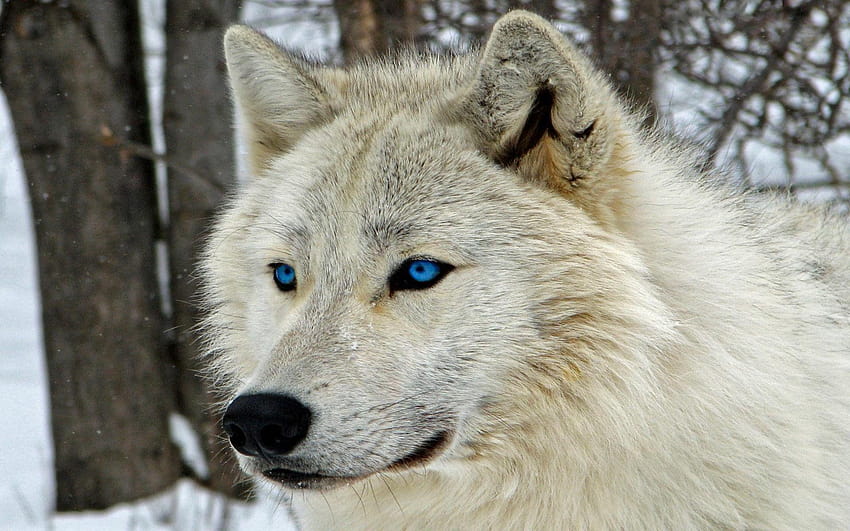 Бял вълк със сини очи, пълни и фонове, сини вълчи очи HD тапет