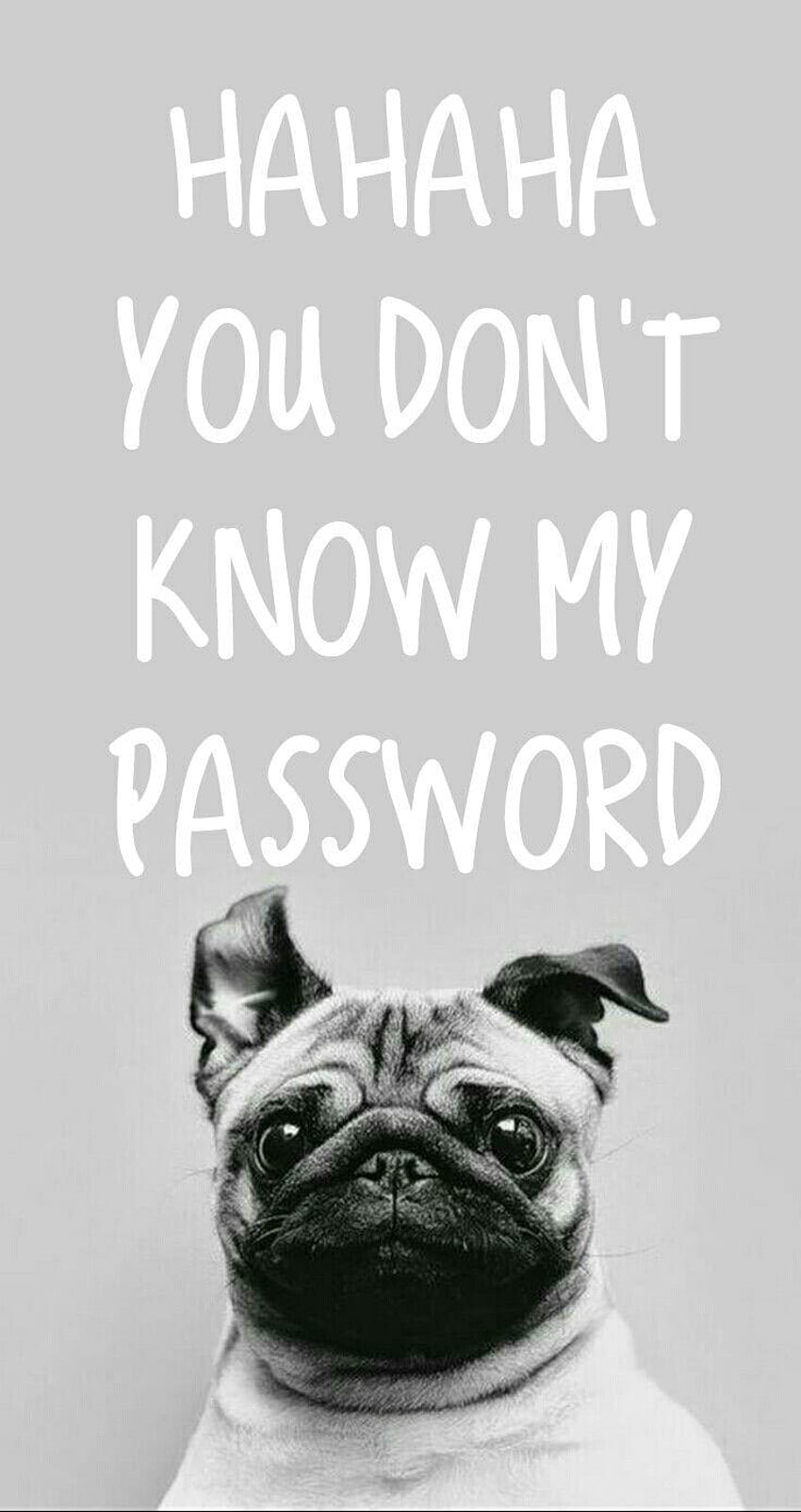 you don t know my password ,pug,dog,canidae,dog breed,snout,companion dog,carnivore,font,toy dog,fawn, hahahah you dont know my password HD phone wallpaper