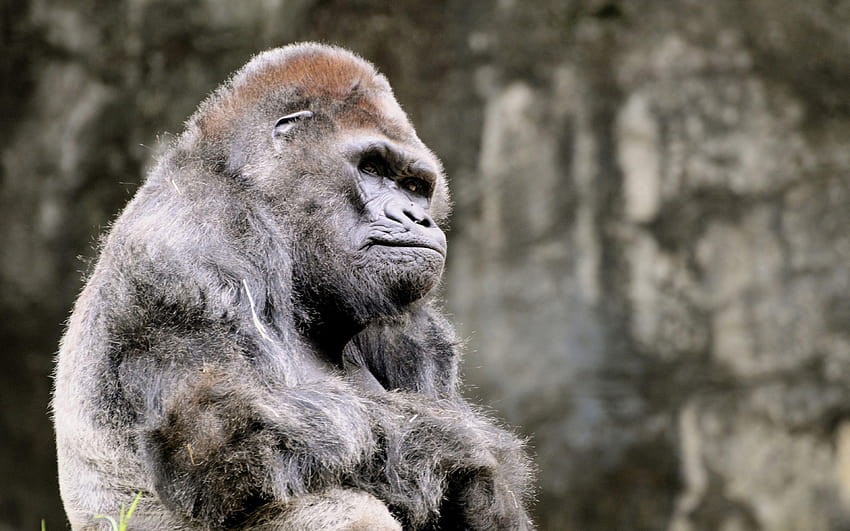 Ultra Gorilla , พื้นหลัง 3840x2400, กอริลล่า วอลล์เปเปอร์ HD