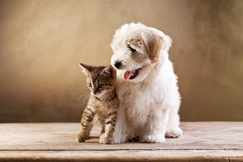 Dogs Cats Two Kitten Bolognese Animals baby puppy, kitten and puppy HD wallpaper