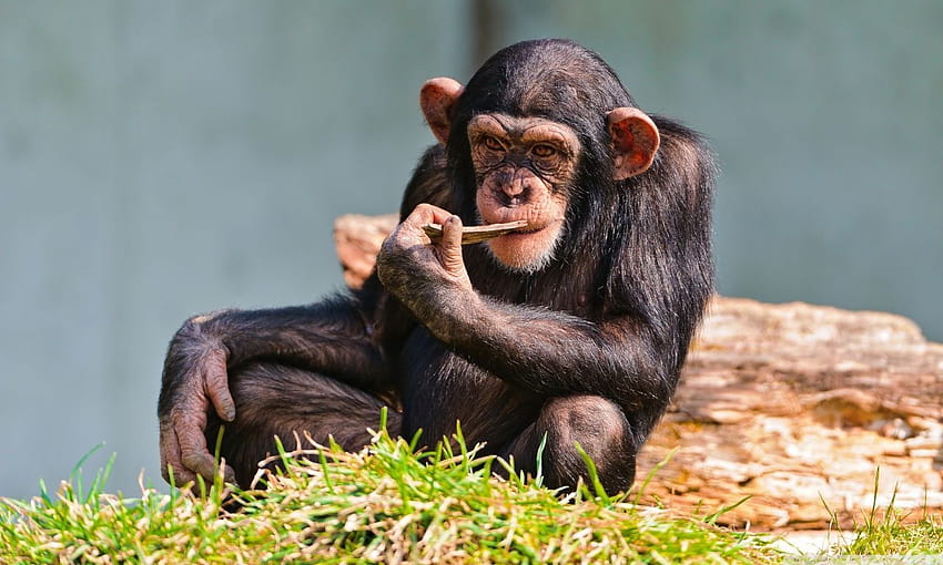Thinking Chimp, chimpanzee HD wallpaper