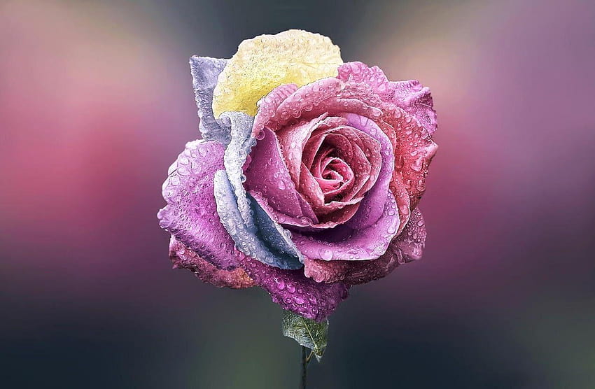 Fleurs: Unique Rose Rose Fleur Magnifiquement Belle 3d Fond d'écran HD