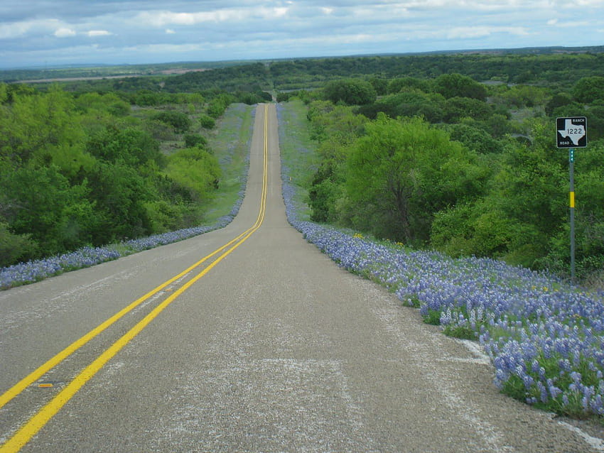 George the Granola Girl: flores de Texas Hill Country fondo de pantalla