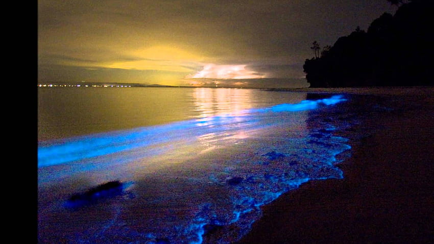 Biolumineszenz, leuchtendes Plankton HD-Hintergrundbild