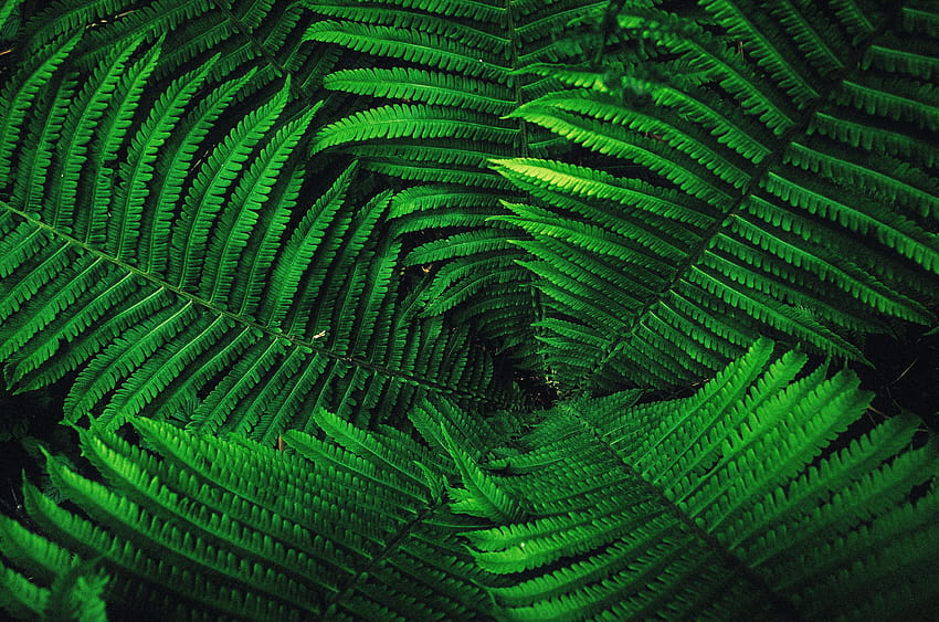 Farnblätter Ultra, grünes Farnblatt HD-Hintergrundbild