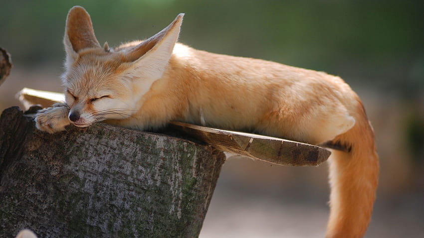 Cute Fennec Fox, cute foxes HD wallpaper