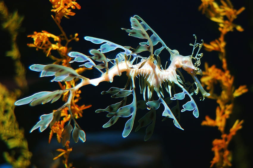 Leafy Seadragon , Animal, HQ Leafy Seadragon, sea dragon HD wallpaper