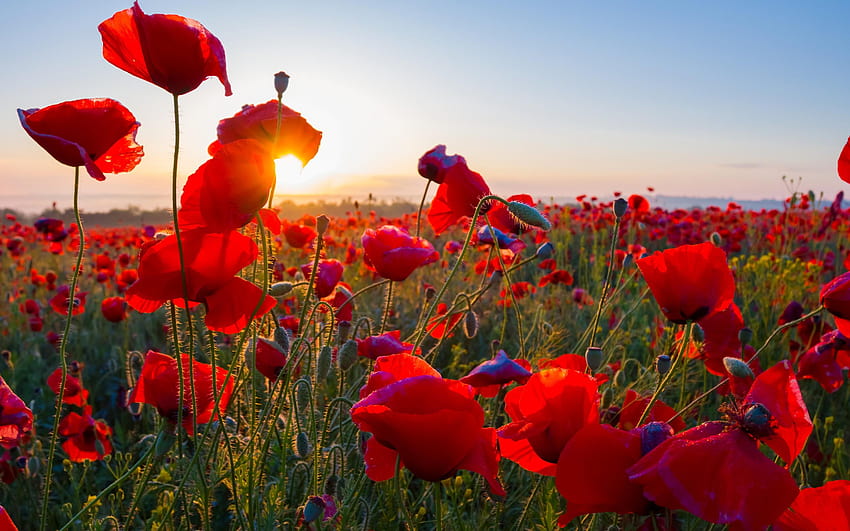 Poppy field, Sunrise, Morning, Blossom, , Flowers HD wallpaper
