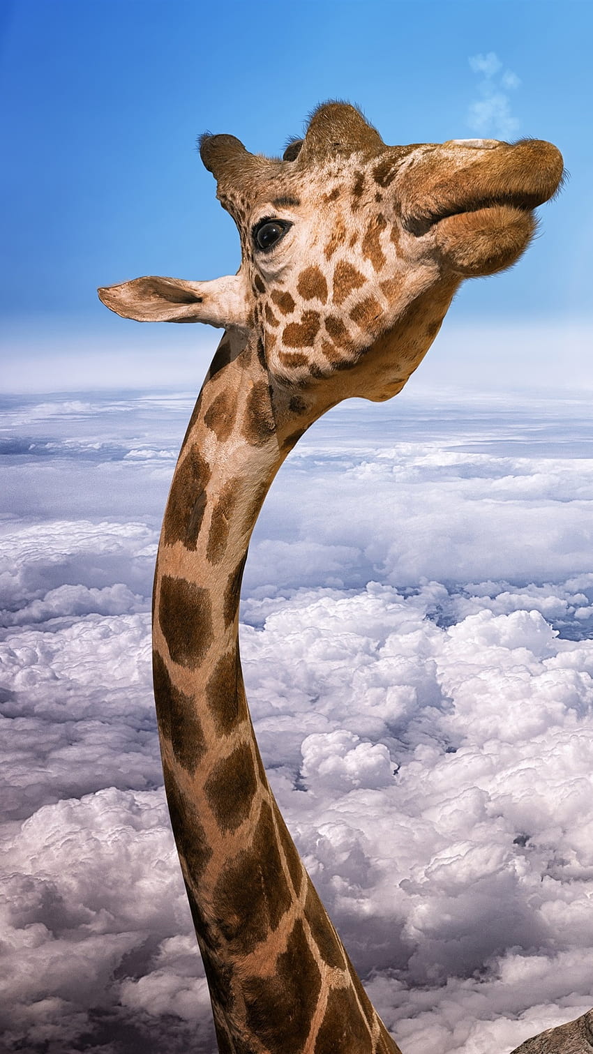 Giraffe head, eagles, height, clouds, sky, creative 3840x2160 U , giraffe iphone HD phone wallpaper