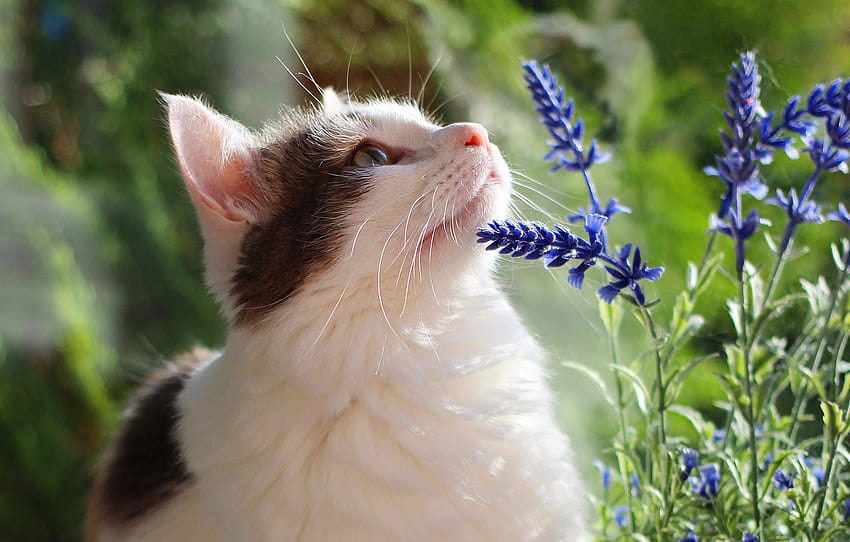 gatto, estate, gatto, sguardo, viso, fiori, verde, , ritratto, bianco, odore, lavanda, con macchie , sezione кошки, simpatico gatto estivo Sfondo HD