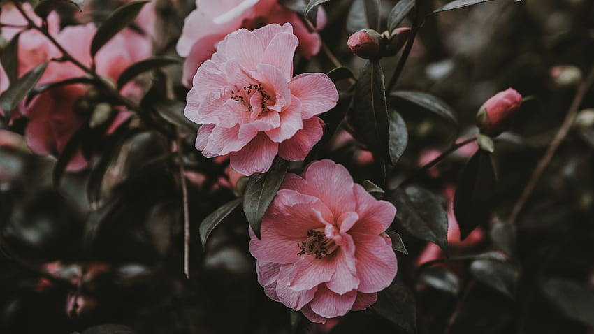 핑크 꽃 미학 노트북, 꽃 미학 HD 월페이퍼