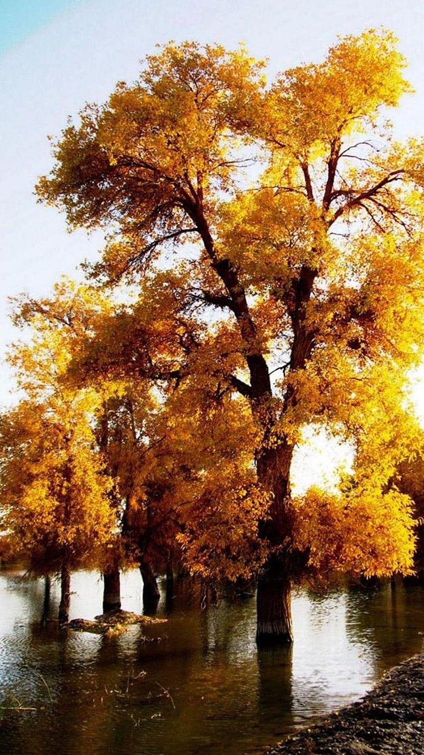 Nature Samsung Galaxy Note 3 99, golden tree HD phone wallpaper