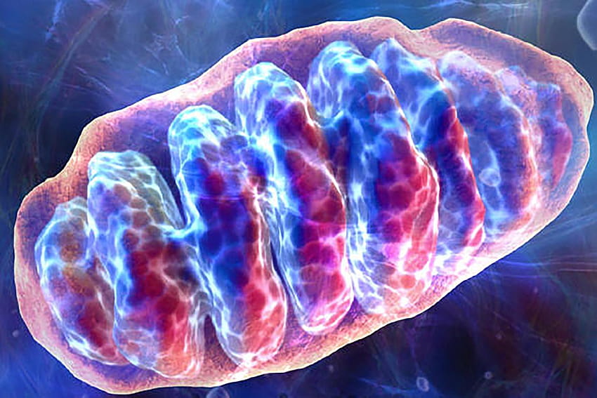Mitochondrial DNA and nuclear DNA: They're not so independent after all HD wallpaper