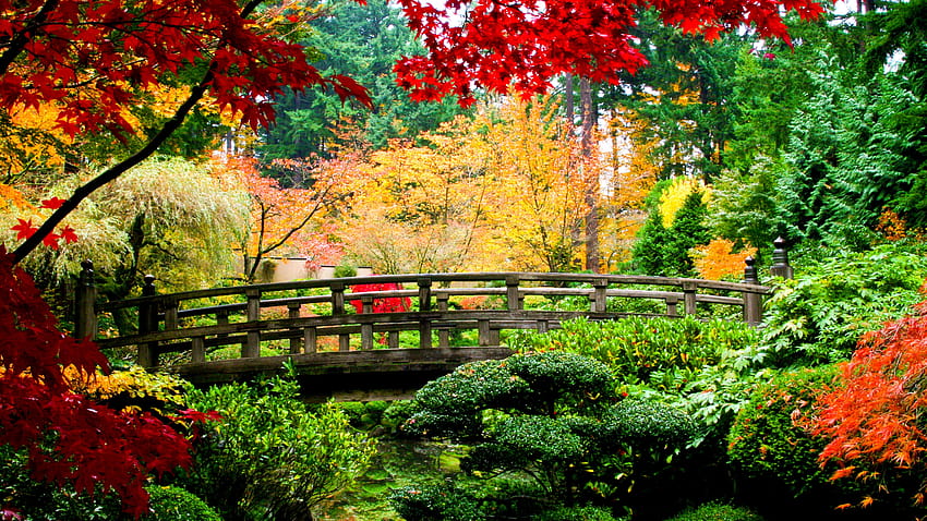 Tree, Nature, Deciduous, Autumn, Botanical Garden HD wallpaper