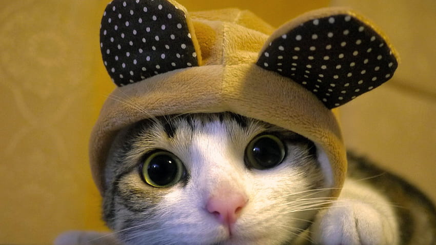 3840x2160 Weird Cat, Looking At Viewer, Hat, Adorable, Cats for U TV HD wallpaper